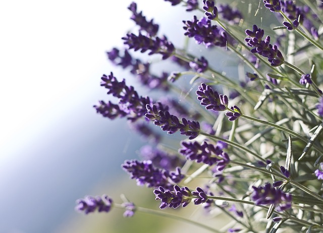 Lavender
