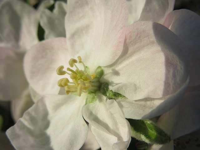 apple-blossom