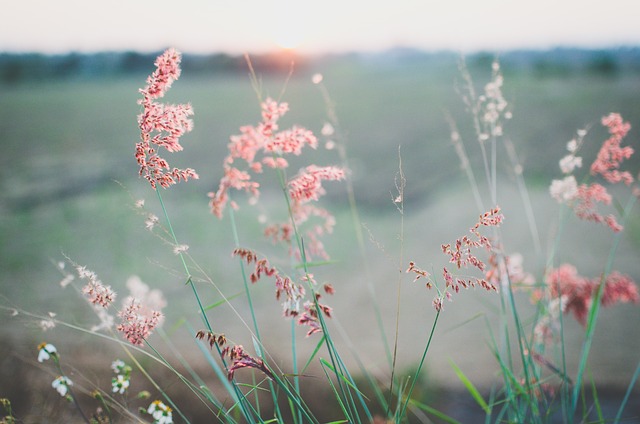 flowers in the field