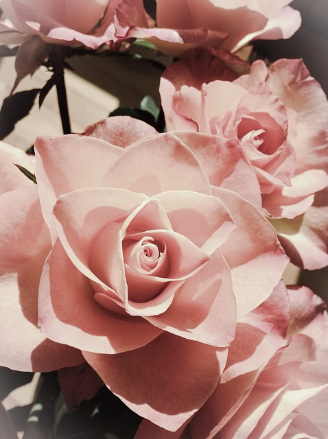 pink roses